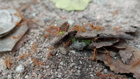 Red ants bite caterpillars under leaves Stock Footage 260384875