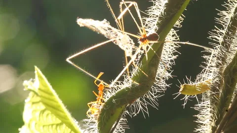 Red ants is biting dead spider on tree, out door Chiangmai Thailand. Stock Footage 260395355