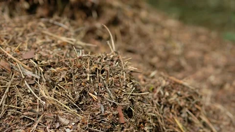 Red ants build a large anthill near a tree. Video stock 132217578