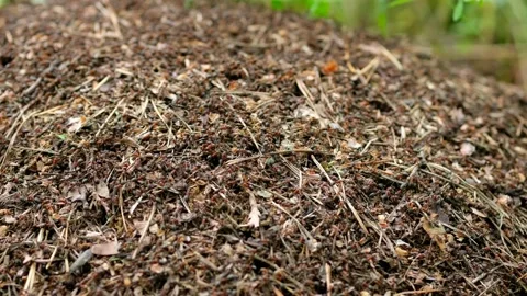 Red ants build a large anthill near a tree. Stock Footage 132357569