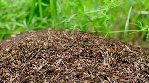Red ants build a large anthill near a tree. Stock Footage 133041975