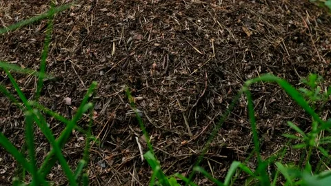 Red ants build a large anthill near a tree. Stock Footage 133042011