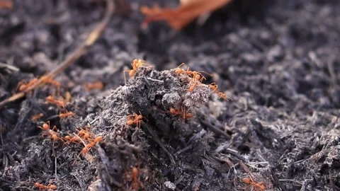 Red ants on burnt floor Stock Footage 169797225