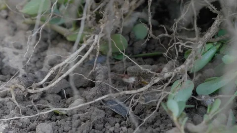 Red ants carry captured eggs. Vídeo Stock 115691706
