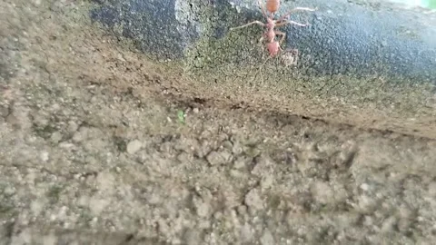 Red ants caught on camera Stock Footage 311112727