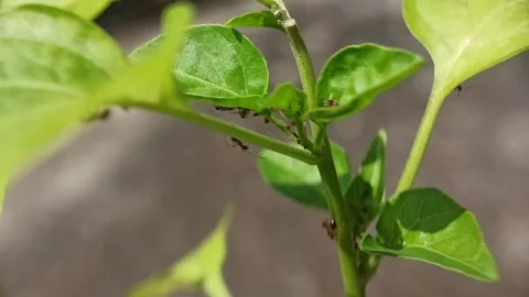 Red ants on chili tree. Red ants work together. Stock Footage 279794466