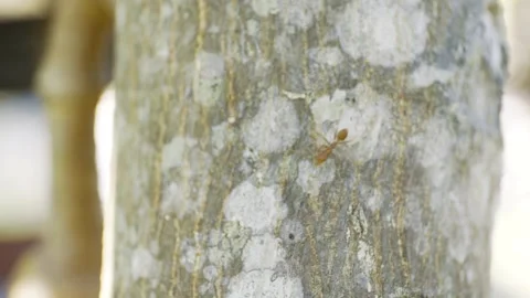 Red Ants Climbing a Tree Vídeos de archivo 271364346