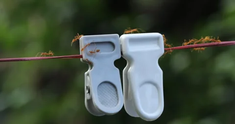 Red Ants on a Clip Stock Footage 318006935