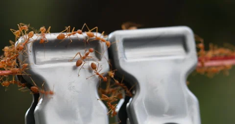Red Ants on a Clip Stock Footage 318011251