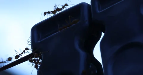 Red Ants on the Clip in Moonlight 스톡 동영상 318050159