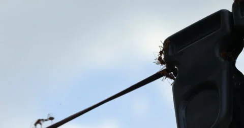 Red Ants on the Clip in Moonlight Stock Footage 318050189