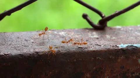 Red Ants Closeup Stock Footage 246770375