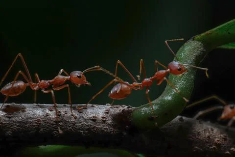 Red ants clp Foto stock