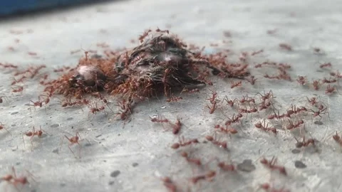 Red ants colony behavior in nature Stock Footage 336675055