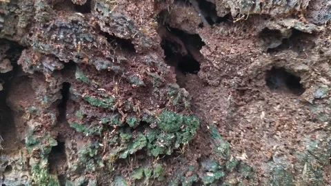 Red Ants Colony on Decaying Tree Wood Stock Footage 328417015