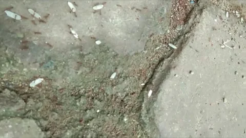 Red ants colony Stock Footage 244233514
