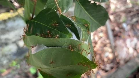 The red ants that come out of the nest Stock Footage 277968586