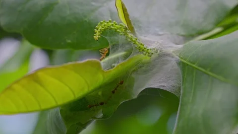 Red ants constructing nests by weaving leaves together using larval silk Stock Footage 246682369