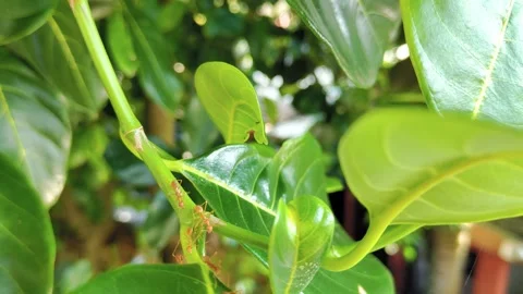 Red ants crawl on the plant Stock Footage 258527618