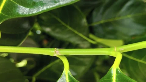 Red ants crawl on the plant Stock Footage 259794062
