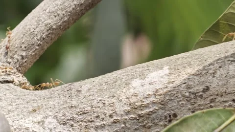 Red ants crawling along a textured tree branch in macro nature view Stock Footage 345111681