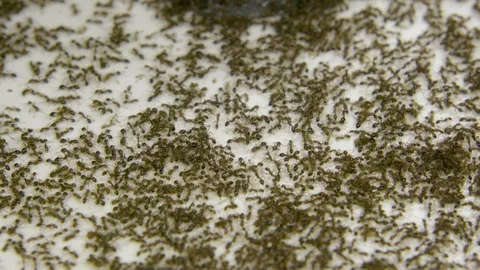 Red ants crawling on floor 動画素材 97594353