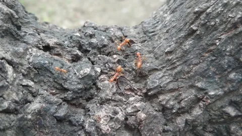 Red ants crawling on tree bark outdoors Stock-Footage 345238450