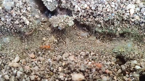 Red ants crossing ant paths on the ground Stock Footage 293600518