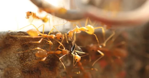 Red Ants with dead body Stock Footage 168690209