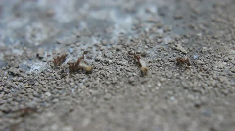 Red Ants Dragging Termites Away After a Battle Stock Footage 48710232