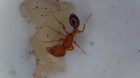 Red ants that eat leftove Stock Footage 220302223
