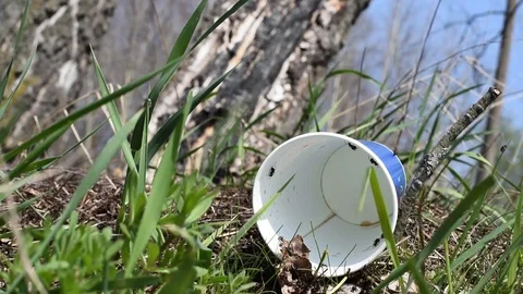 Red ants eat in a plastic Cup Video stock 89610897