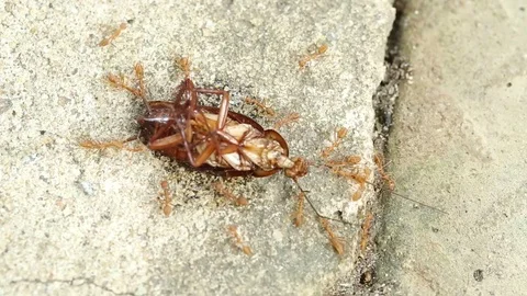 Red Ants Eating a Cockroach TimeLapse Video stock 122774012