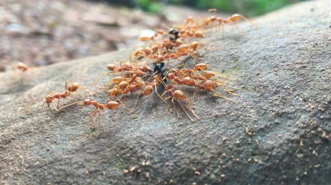 Red ants eating dead bug on the rocks  Vídeo Stock 67710487