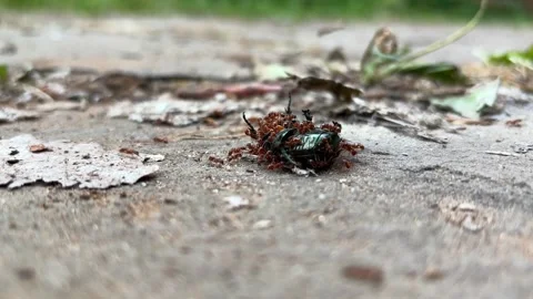 Red ants eating a large green beetle Stock Footage 304575604