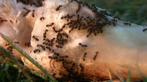 Red ants eating meat Stock Footage