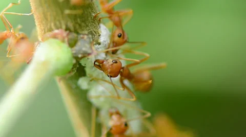 Red ants eating on the tree Stock Footage 35226144