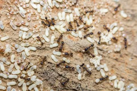 Red Ants Eggs Stock-Fotos