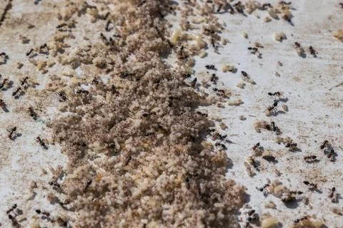 Red ants with eggs on a working day Stock Photos