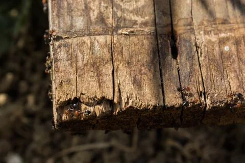 Red ants with eggs on a working day Stock Photos