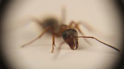 Red ant's face, formica rufa. Red wood ant, southern wood ant. Insects, bugs Stock Footage 205859449