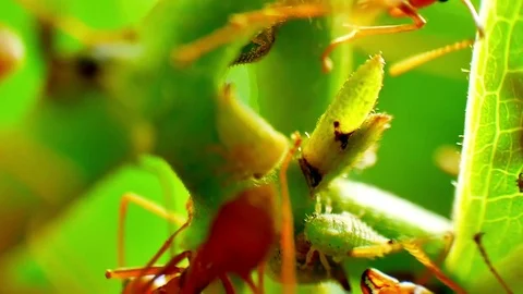 Red Ants Farming Aphids Stock Footage 73137062