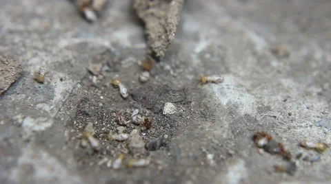 Red Ants Fighting Termites Stock Footage 48672772
