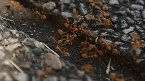 Red ants on floor Video stock 60106191