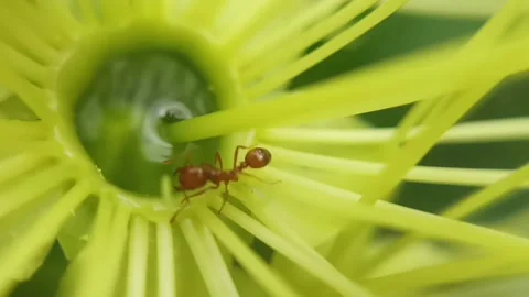 Red ants in flower nectar Stock Footage 236027018