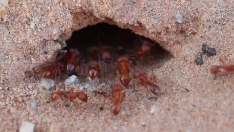 Red ants Stock Footage 5050404