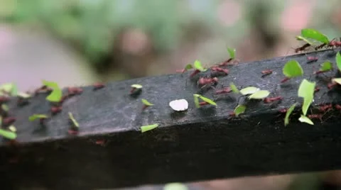 Red ants Video stock 10712051