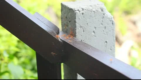 Red ants Stock Footage 11018546