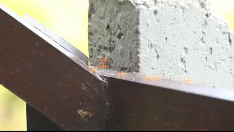 Red ants Stock Footage 11018592