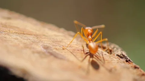  red ants Stock Footage 80402498